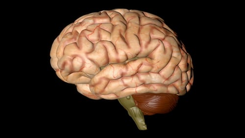 Realistic 3D Human Brain Rotating for Medical Education