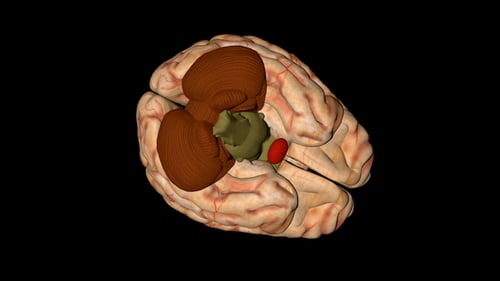 3D Animated Human Brain Anatomy for Medical Education