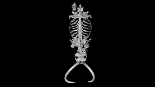 Mammoth Skeleton from Above