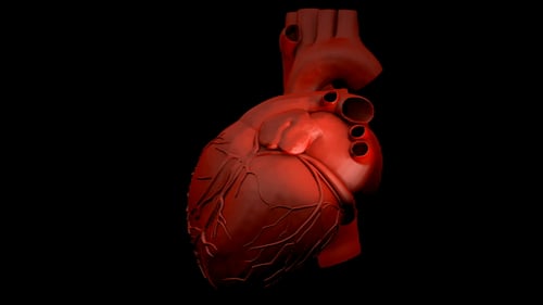 3D Animated Human Heart Rotation for Medical Science Content