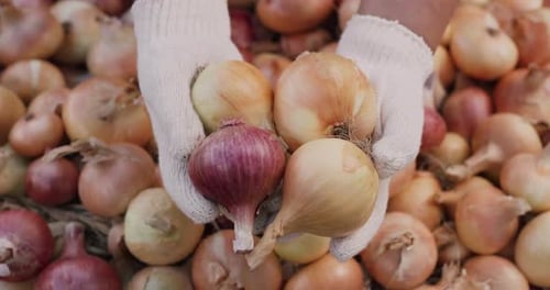 Freshly Harvested Onions Displayed in Gloved Hands
