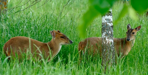 Muntjac Deer Standing Peacefully in Lush Meadow