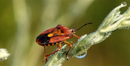 Beetle