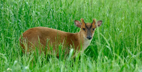 Brown Deer Standing Tall in Green Grassy Field