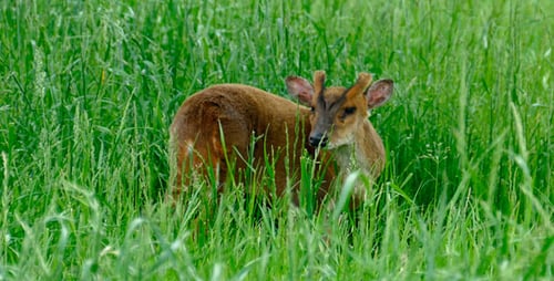 Small Deer Foraging in Tall Green Grass