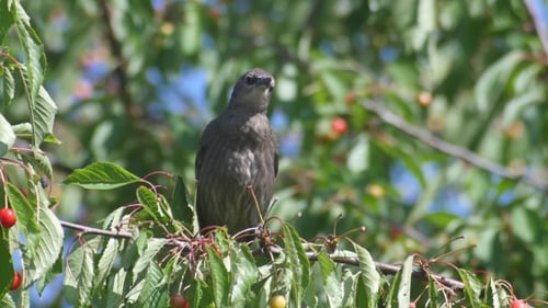 Gemeine Amsel auf den Kirschen