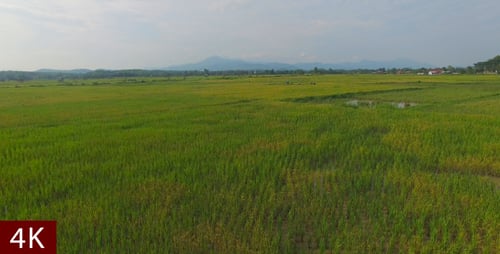 Rice Farm
