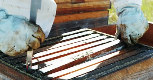 Beekeeper Checking Honeycomb Frame Full of Bees