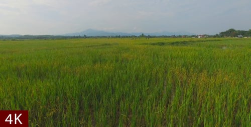 Aerial View Of Rice Field