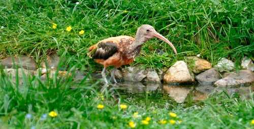 Bird Kulik