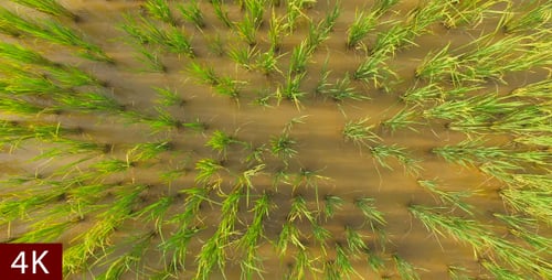 Top View Of Rice Fields