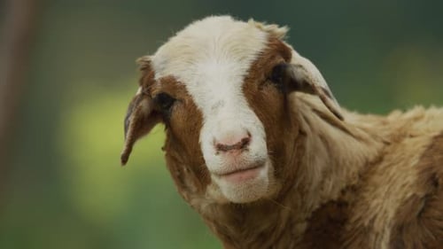 A sheep bleating