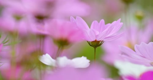 Purple Cosmo flower plant