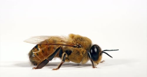 European Honey Bee, apis mellifera, male against White Background, Normandy, Real Time 4K