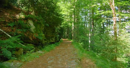 Narrow Road in Enchanted Woodland Forest