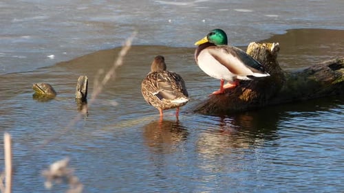 Enten schwimmen auf dem See