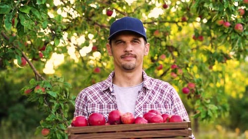 Handsome farmer showing box full of red apples in orchard