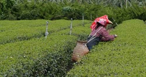 Woman pick green leave in the tea farm