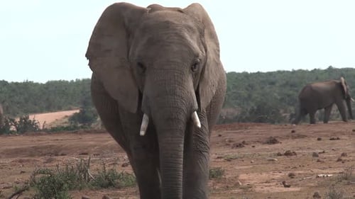Majestic Elephant Walking Towards Camera in African Landscape
