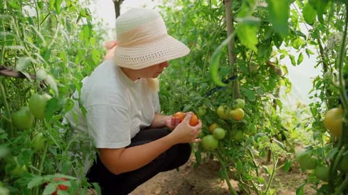 Woman Checking Ripening Tomatoes in Greenhouse Garden
