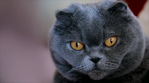Scottish fold cat portrait