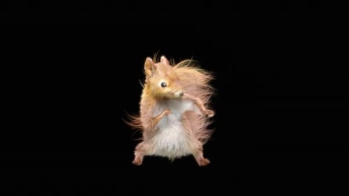 70 Squirrel Dancing HD