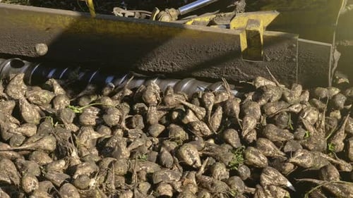 Landwirtschaftliche Fahrzeuge zur Ernte von Zuckerrüben. Frische Zuckerrüben auf der Feldfarm