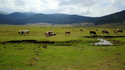 Grassing Cattle Beautiful Tranquil Green Land Forest Mountains Drone View