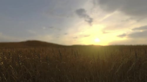 Golden Ripe Ears Of Wheat On Nature In Summer Field