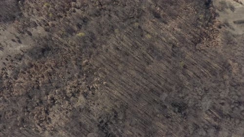 Flug über getrocknete Bäume im Wald 4K Drohnenvideo