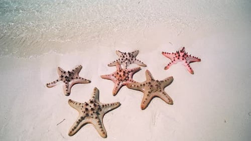Starfish on the beach