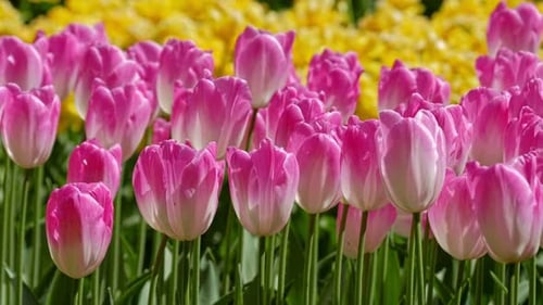 Blooming Tulips in Flower Garden