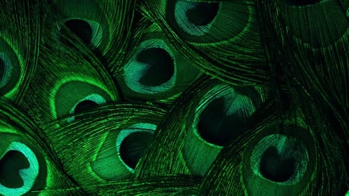 Very Beautiful Peacock Feathers. Natural Rotating Colorful Pattern. Green Neon Light. Macro Close-up