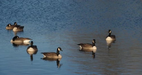Canada goose, Branta canadensis. Flock of birds swimming on a lake