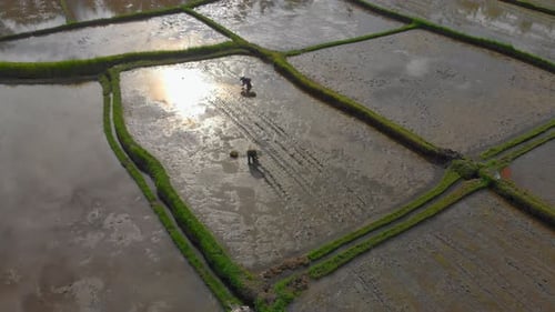 Luftaufnahme einer Gruppe von Bauern, die Reis auf einem großen Feld pflanzen. Reise nach Bali Concept