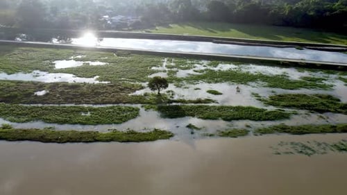L'arbre dans un champ vert est inondé d'eau.
