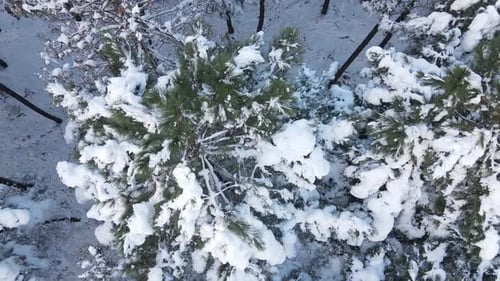 Pine Forest Winter