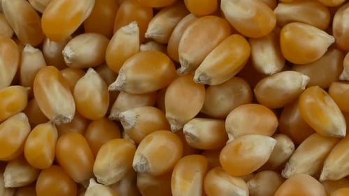 Des grains
de maïs soufflé jaunes. En gros plan.