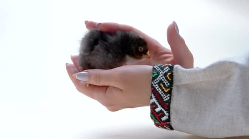 Woman Holding a Fluffy Baby Chick in Her Hands