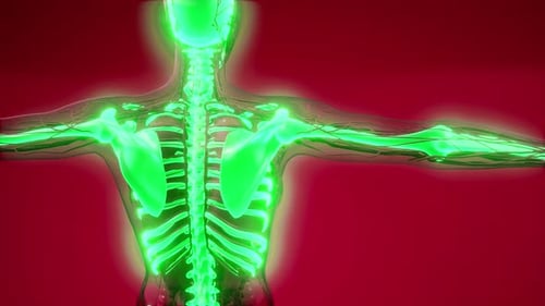 Futuristic 3D Human Skeleton and Nervous System Visualization