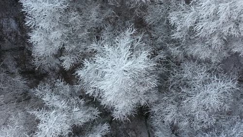Weißer Baum