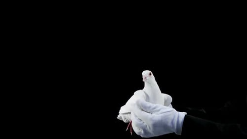 White Dove Released from Gloved Hand