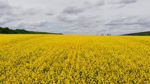 Aerial Drone Shot Drone Flying Above Blooming Rapeseed Field