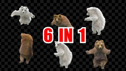 Bärentanz 6er Pack