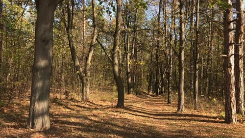 Beautiful sunny day of autumn 3840X2160 UltraHD footage - Path through the forest 2160p 30fps UHD v