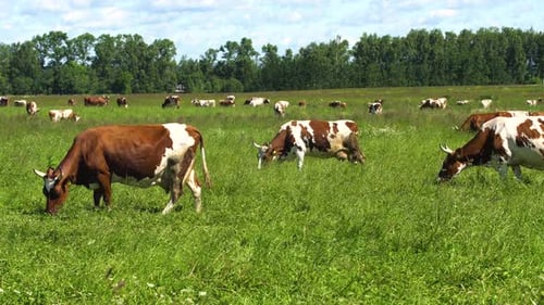 Cows Grazing Peacefully in a Green Meadow