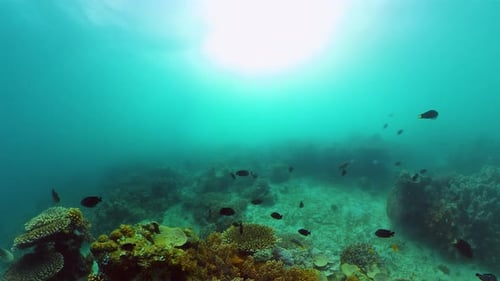 Coral Reef and Tropical Fish Underwater