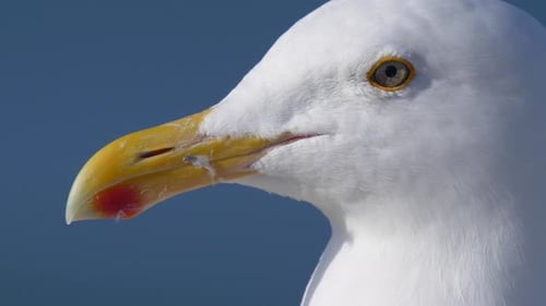 A white seagull rests near the Pacific Ocean