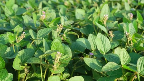 Field of green soybeans. The leaves sway in the wind.