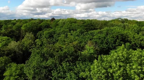 Beautiful flight over the green treetops. Trees sway in the wind.